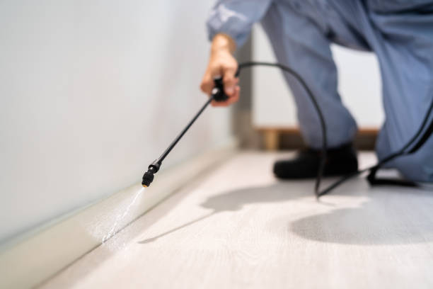 Licensed Rodent Control service in Buzzards Bay, MA - Nex Pest Control